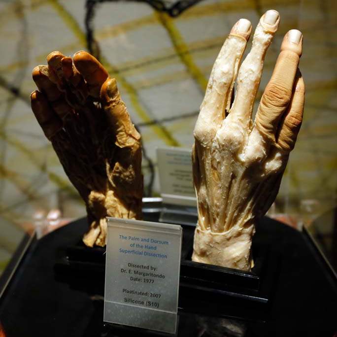 CTY-museum11p-hands