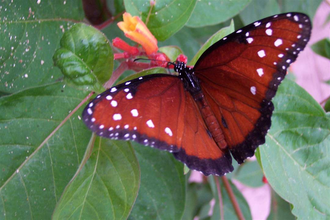 Queen-butterfly-1-12