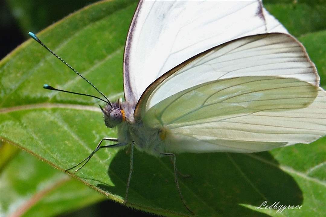 Southern-White-butterfly-1-12