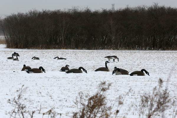 CTY-cold24p-geese