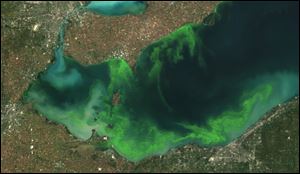 This satellite image shows the algae bloom on Lake Erie in 2011, which according to NOAA was the worst in decades. While much of the focus when it comes to algae is on the lake's western basin near Toledo, a researcher says blooms may impact the rest of the lake more often going forward.