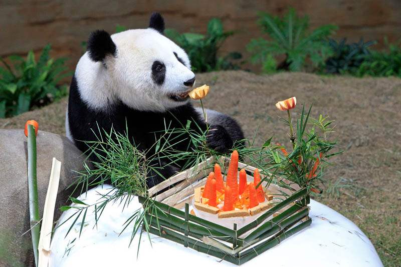 Malaysia-Panda-Birthday