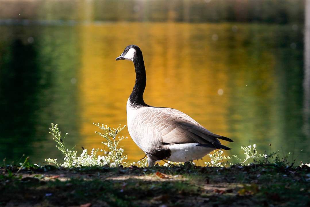 ROV-Fall-FeatureA-goose-is-seen