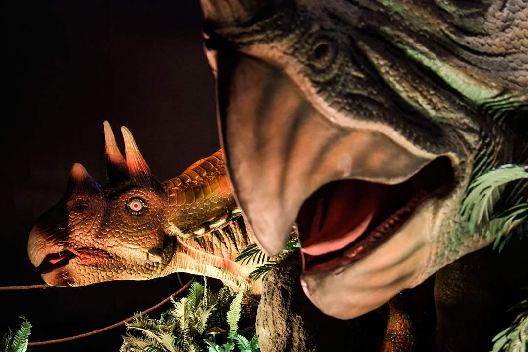 CTY-dinosaur21pA-juvenile-and-adult-traceratops-animatronic-on-display-23