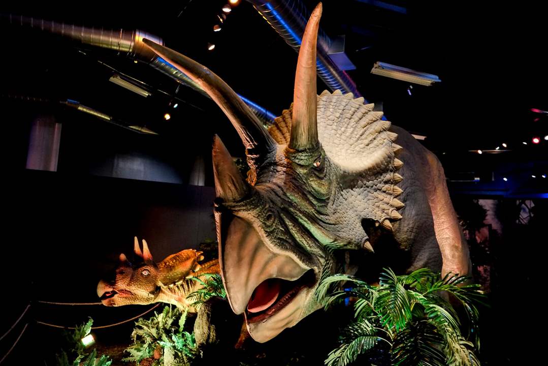 CTY-dinosaur21pA-juvenile-and-adult-traceratops-animatronic