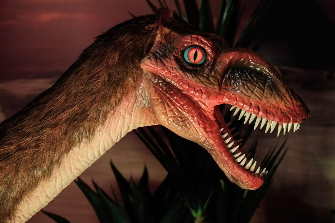 CTY-dinosaur21pA-velociraptor-animatronic-on-d