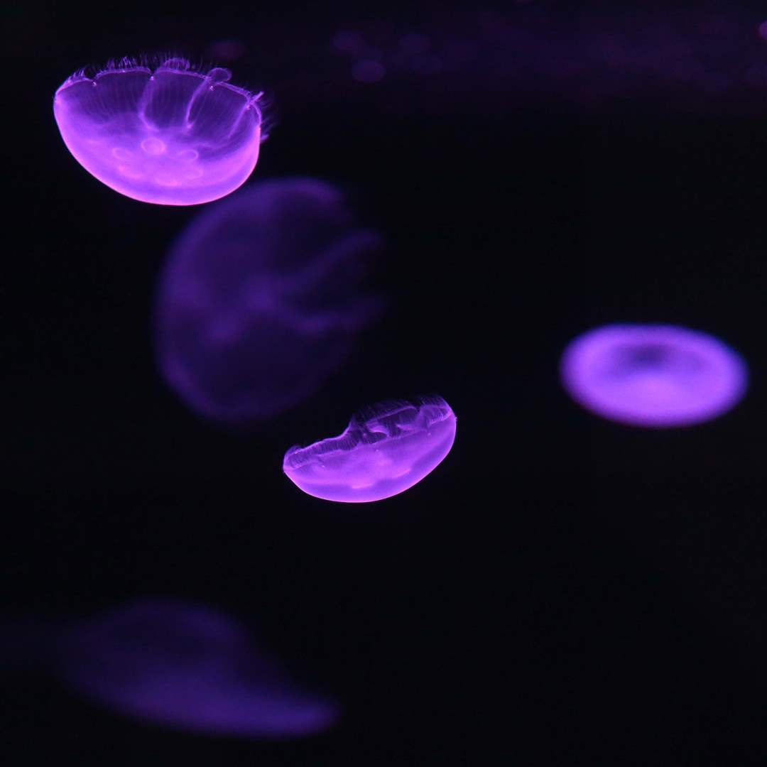 AQUARIUM15p-jellyfish