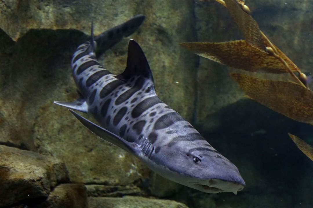 AQUARIUM15p-Leopard-Shark