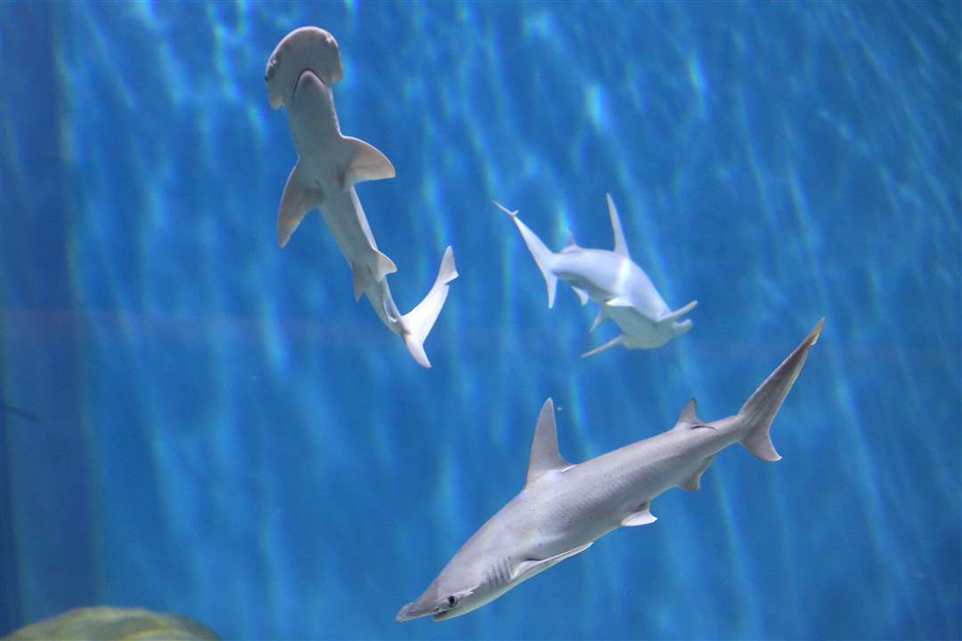 AQUARIUM15p-sharks