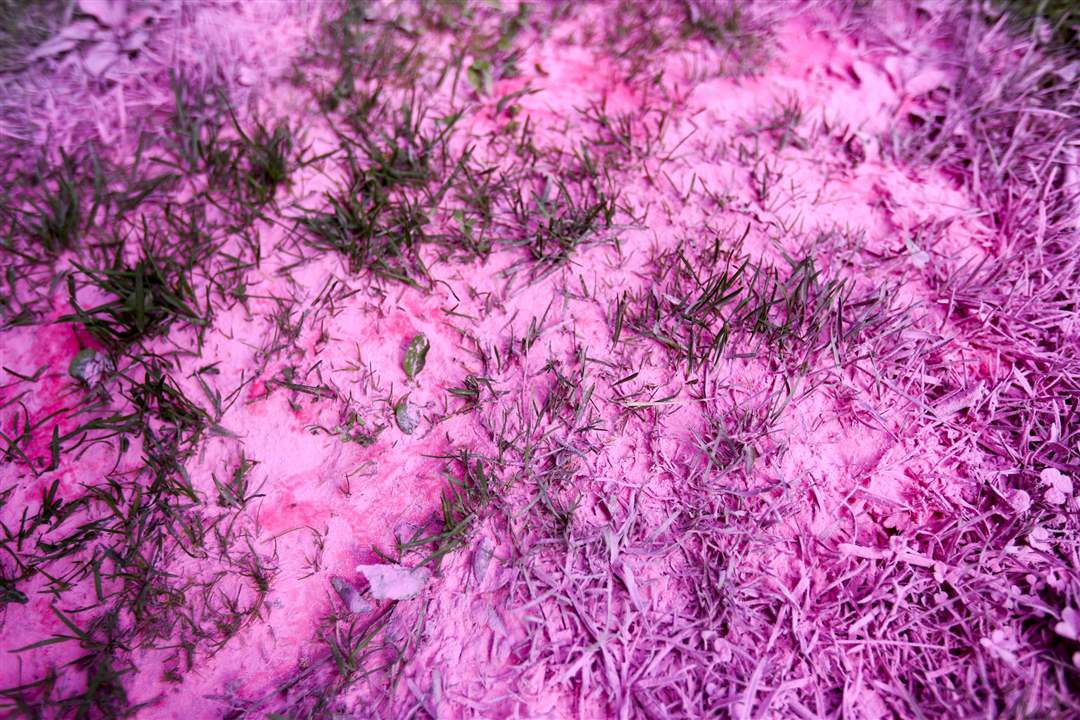 color11Spilled-pink-color-lines-the-gras