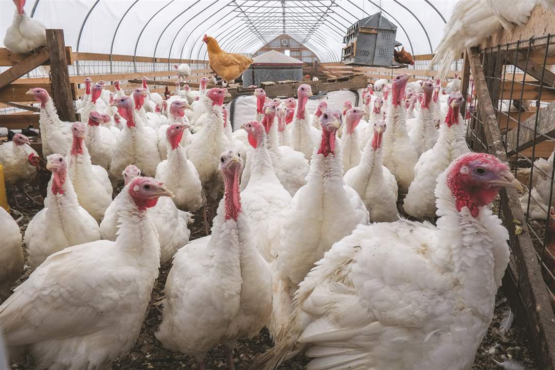 weber-ranch-ohio-turkeys-1