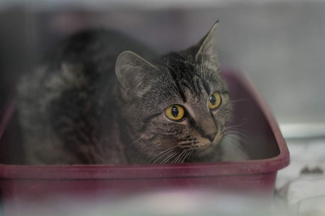 CTY-RESCUE23pA-cat-sits-in-a-kennel