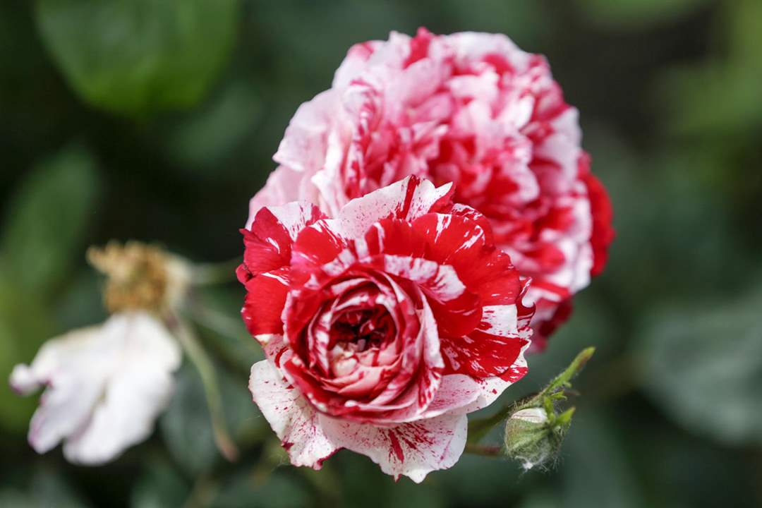 ROSESSentimental-rose-bush