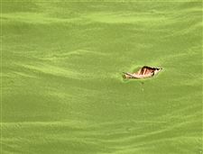 n1peasoup-jpg-4