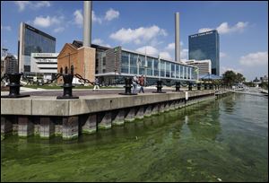 Algae in front of the new ProMedica Headquarters in downtown Toledo, Wednesday.