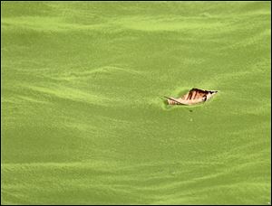 A fallen leaf sit on algae on the Maumee River at International Park in Toledo on September 22.