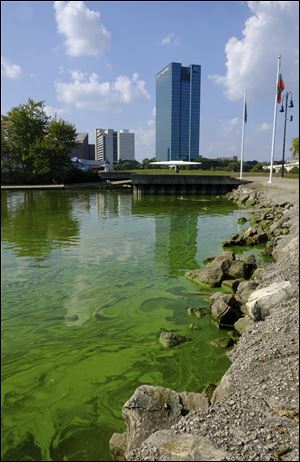 An algae bloom from Lake Erie appears in the boat basin at International Park in Toledo.