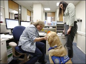 Dawn Bonfiglio, left, a legal secretary at the Lucas County Prosecutor's Office, pets comfort dog Ezra, as Morgan Coulter handles the dog.
