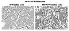 Cells