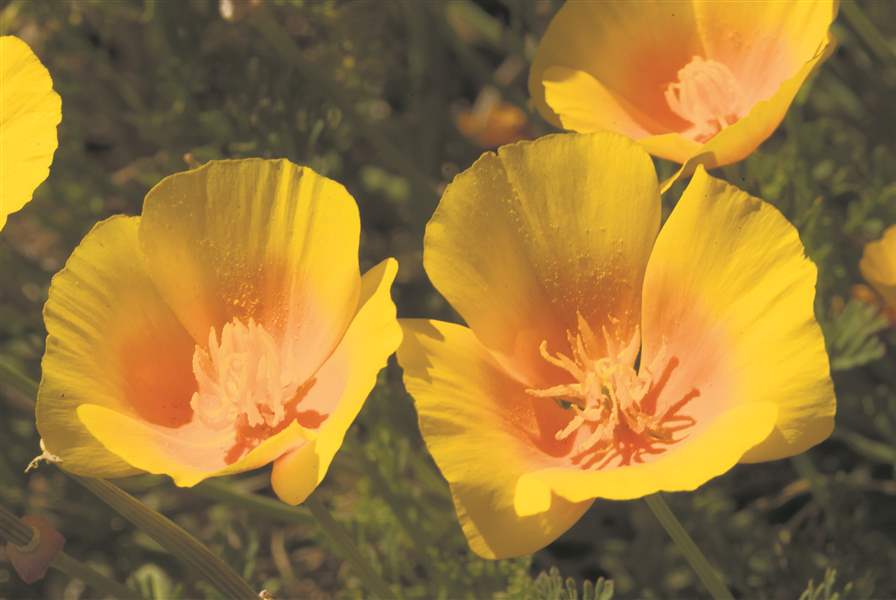 0110CaliforniaPoppies-jpg