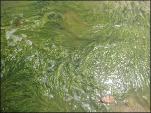 Last year's algal bloom was severe enough to rate an 8 on a scale of 10, according to local scientists. Experts predict the severity to reach a 6 this year. 