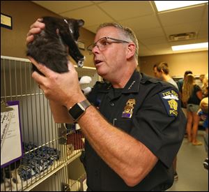 Toledo Police Chief George Kral gets a close look at the department's new kitten Thursday, July 12, 2018 at the Toledo Area Humane Society in Maumee.