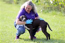 CTY-DOGS14p-31